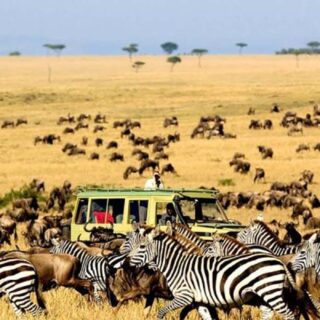 maasai mara national reserve - amafrick getaways 2